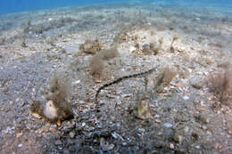 Image of Chain pipefish