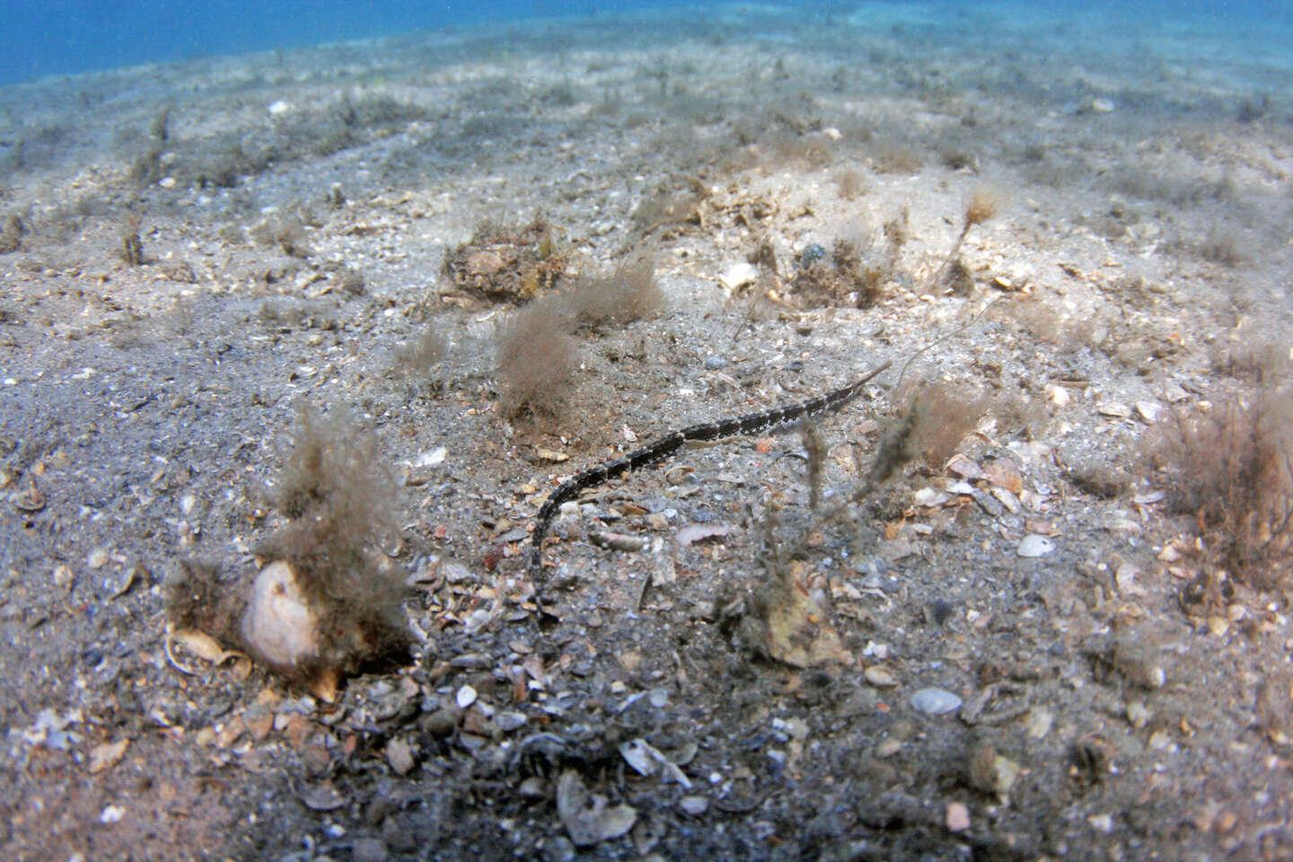 Image of seaweed pipefish