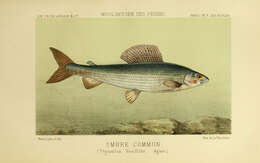 Image of grayling