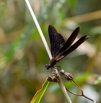 Image of Copper Demoiselle