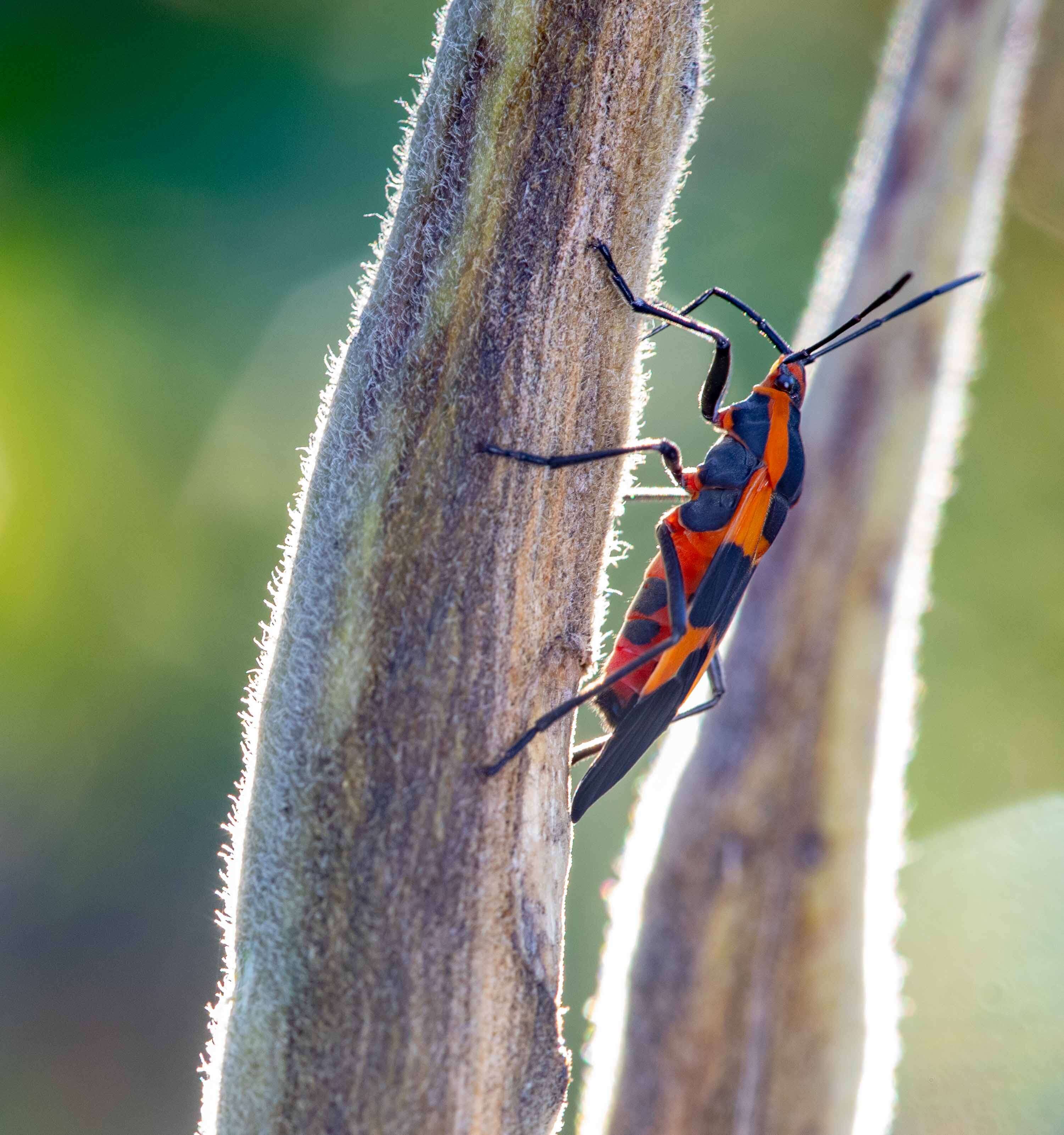 Image of butterfly milkweed