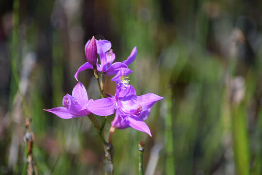 Image of tuberous grasspink