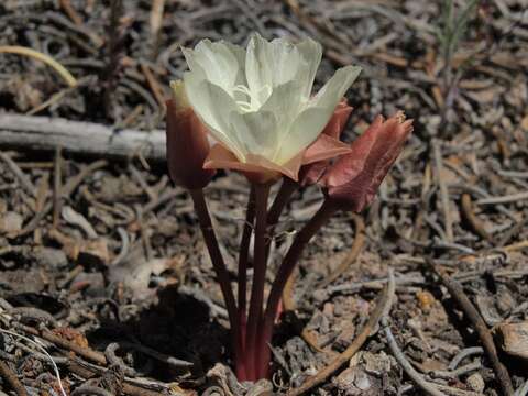 Image of bitter root