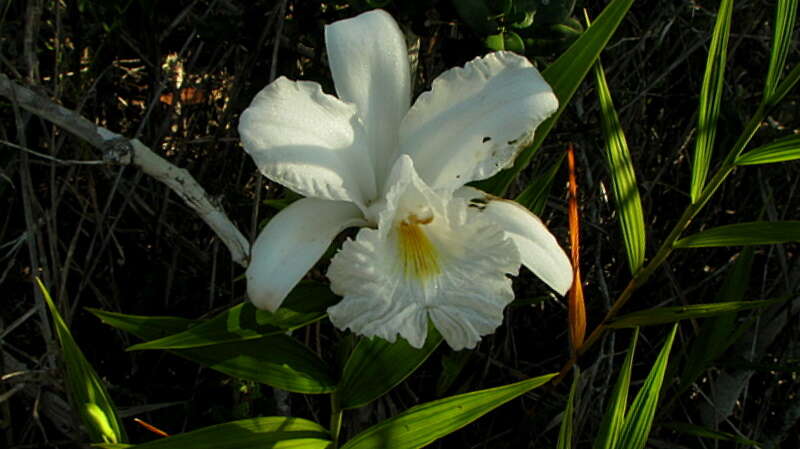 Image of Sobralia liliastrum Lindl.