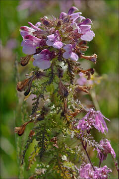 Image of European purple lousewort