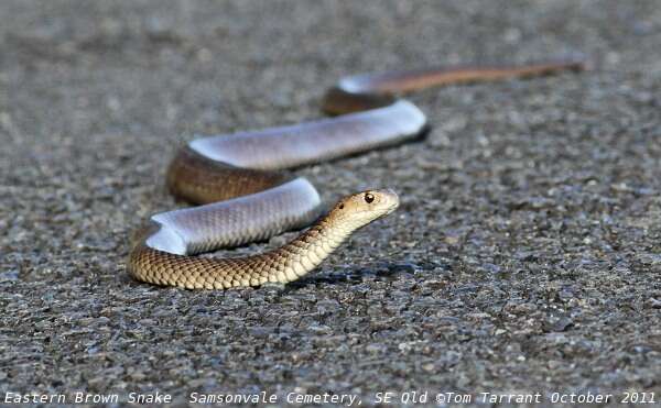 Image of Eastern brown snake