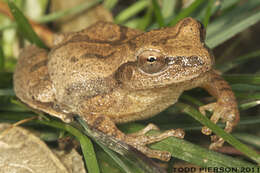 Image of Spring Peeper