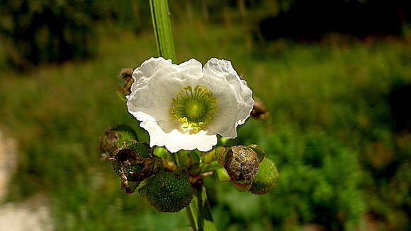 Image of Echinodorus floribundus (Seub.) Seub.