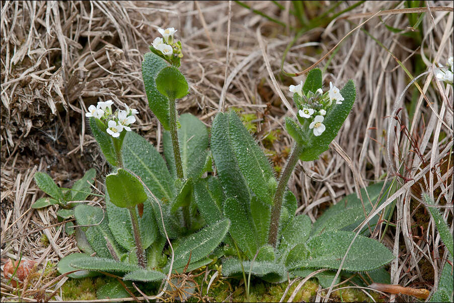 Image of <i>Arabis ciliata</i> var. <i>hirta</i>