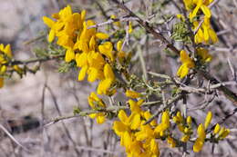 Image of Genista scorpius (L.) DC.