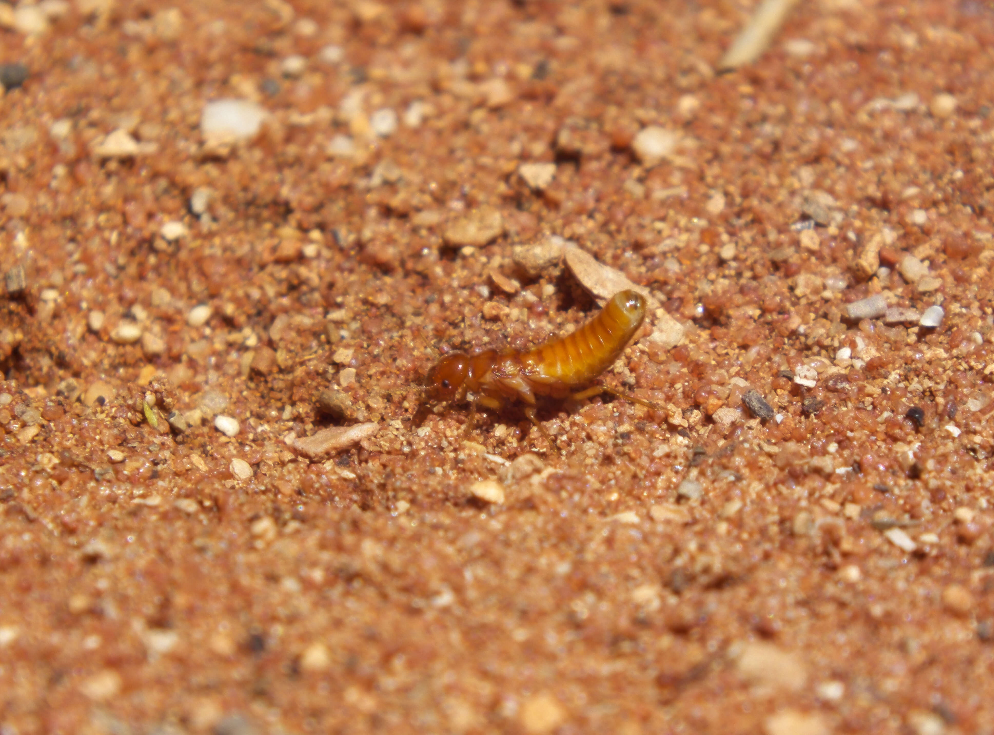 Image of Rhinotermitidae