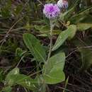 Image de Lessingianthus argyrophyllus (Less.) H. Rob.