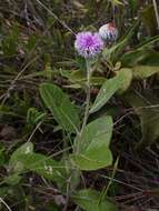 Image de Lessingianthus argyrophyllus (Less.) H. Rob.