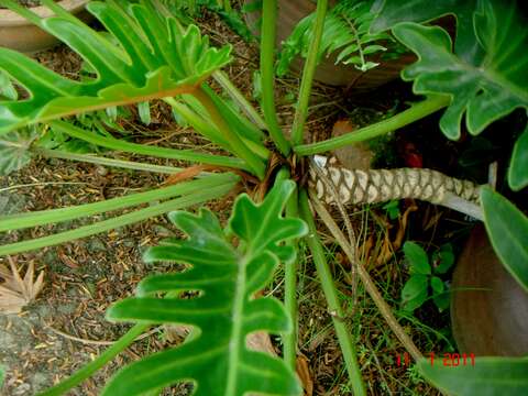 Image of Philodendron xanadu Croat, Mayo & J. Boos