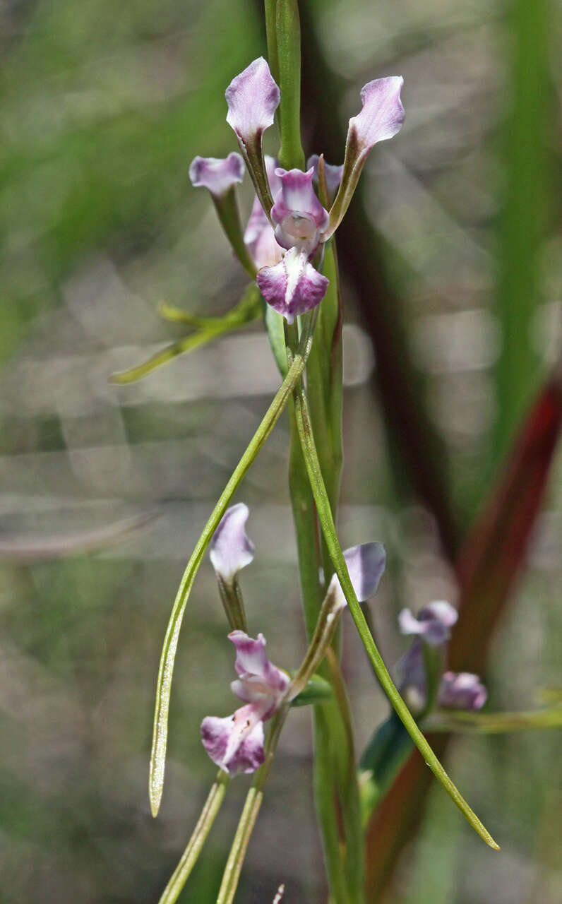 Image de Diuris parvipetala (Dockrill) D. L. Jones & M. A. Clem.