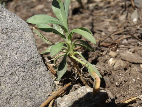 Image of Trinity Mountain rockcress