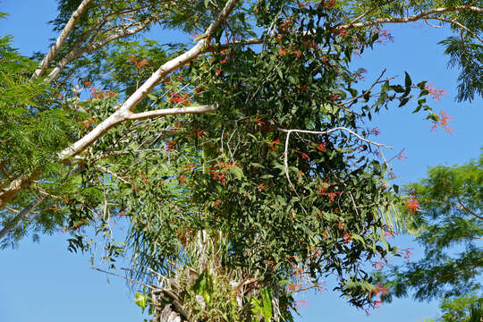 Image of Psittacanthus calyculatus (DC.) G. Don