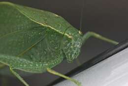 Image of Angle-wing Katydids