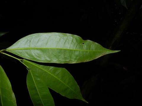 Image of Mosannona costaricensis (R. E. Fr.) Chatrou