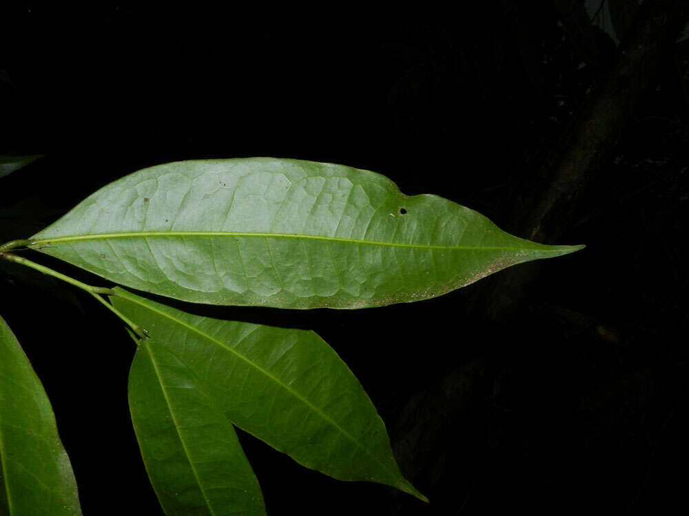 Plancia ëd Mosannona costaricensis (R. E. Fr.) Chatrou