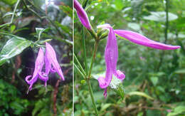 Image de Dicliptera trifurca Oerst.