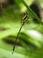 Image of Mountain Tigertail