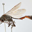 Ammophila pubescens Curtis 1836 resmi