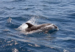 Image of Bottlenose Dolphin