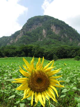 Image of common sunflower