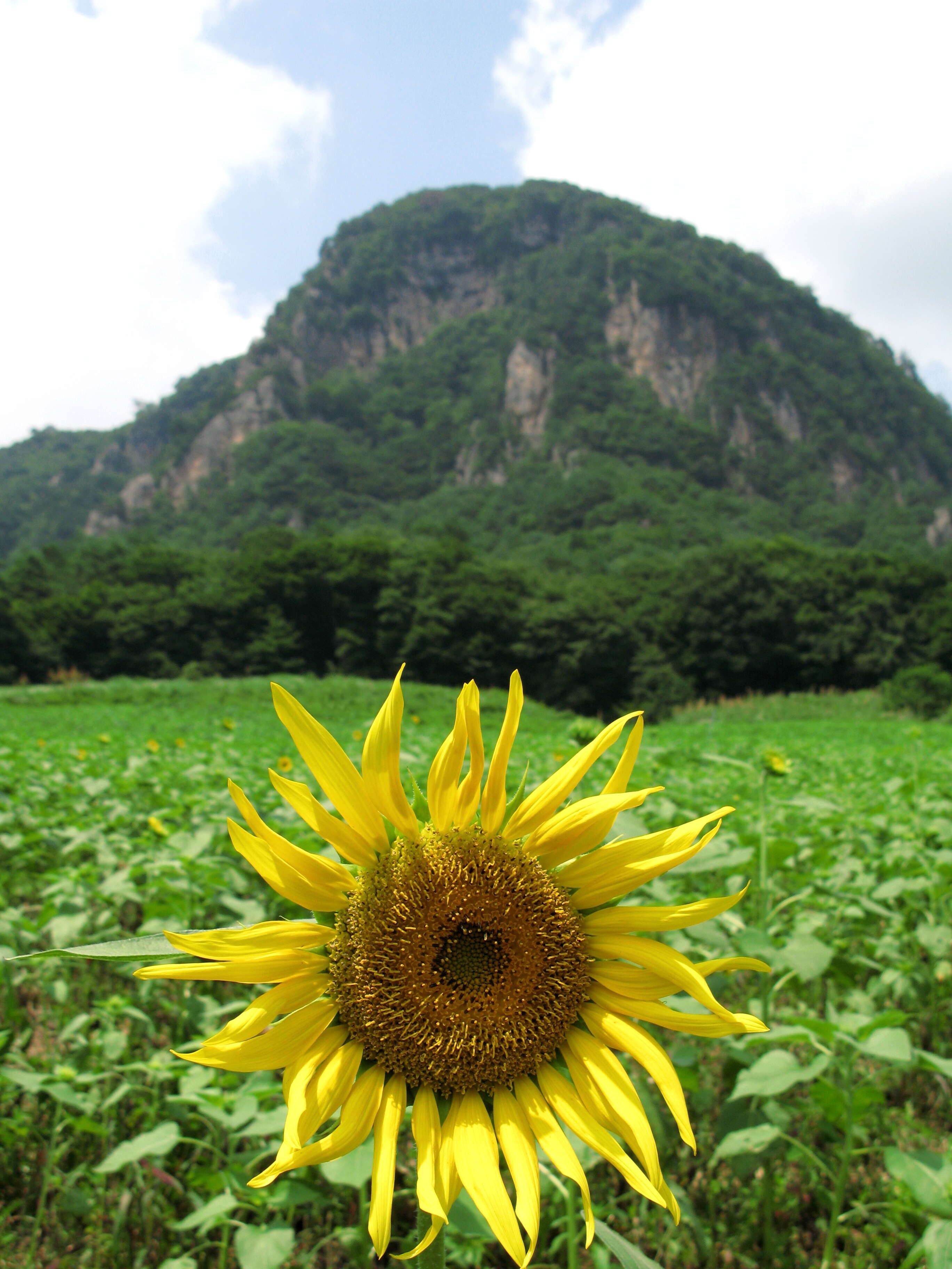 Image of sunflowers