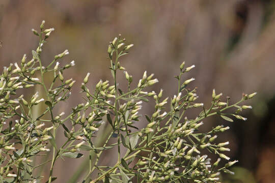 Image of Chilean romerillo