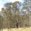 Image de Eucalyptus stellulata Sieber ex DC.