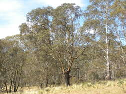 Imagem de Eucalyptus stellulata Sieber ex DC.