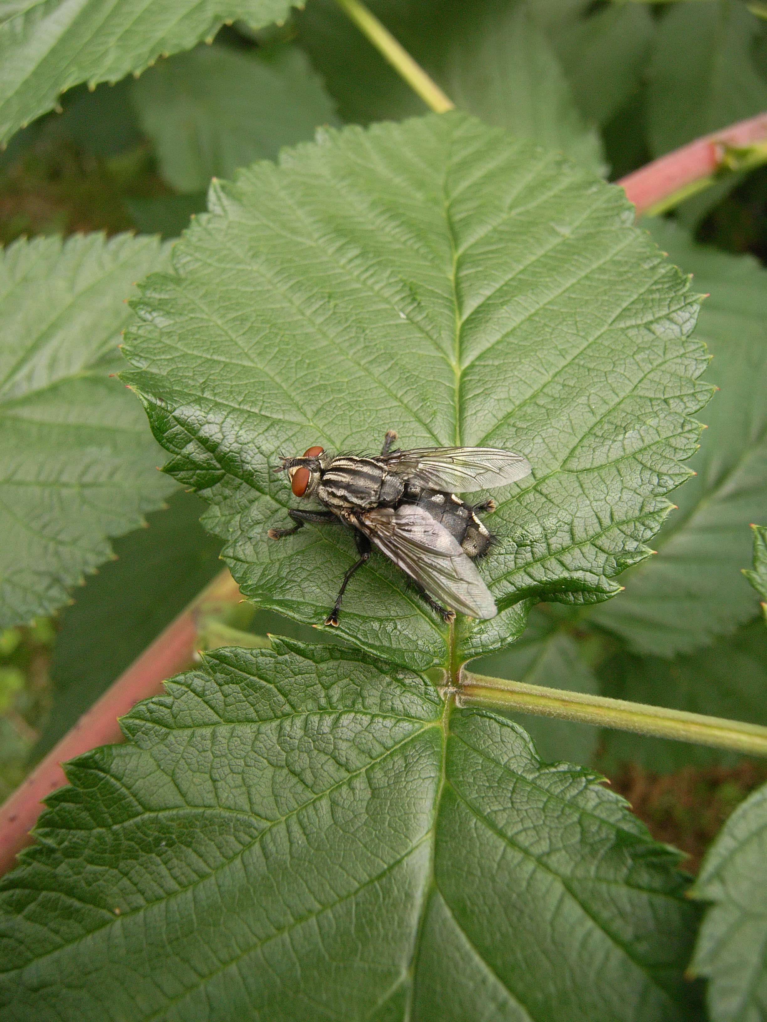 Image of Sarcophaga carnaria (Linnaeus 1758)