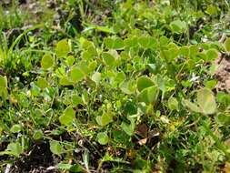 Plancia ëd Marsilea mollis B. L. Rob. & Fern.