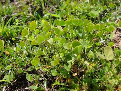 Plancia ëd Marsilea mollis B. L. Rob. & Fern.