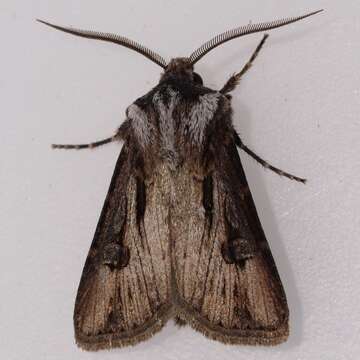 Image of Agrotis