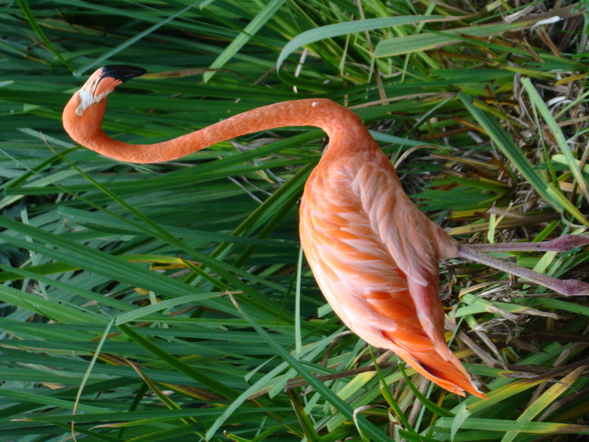 Imagem de Phoenicopterus Linnaeus 1758