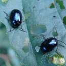 Image of Alder leaf beetle