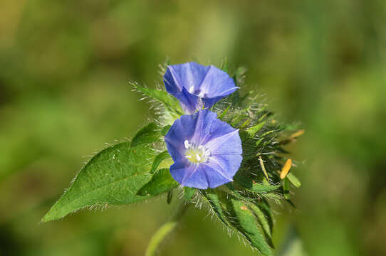 Plancia ëd Jacquemontia sphaerostigma (Cav.) Rusby