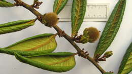 Image of Diospyros gaultheriifolia Mart. ex Miq.