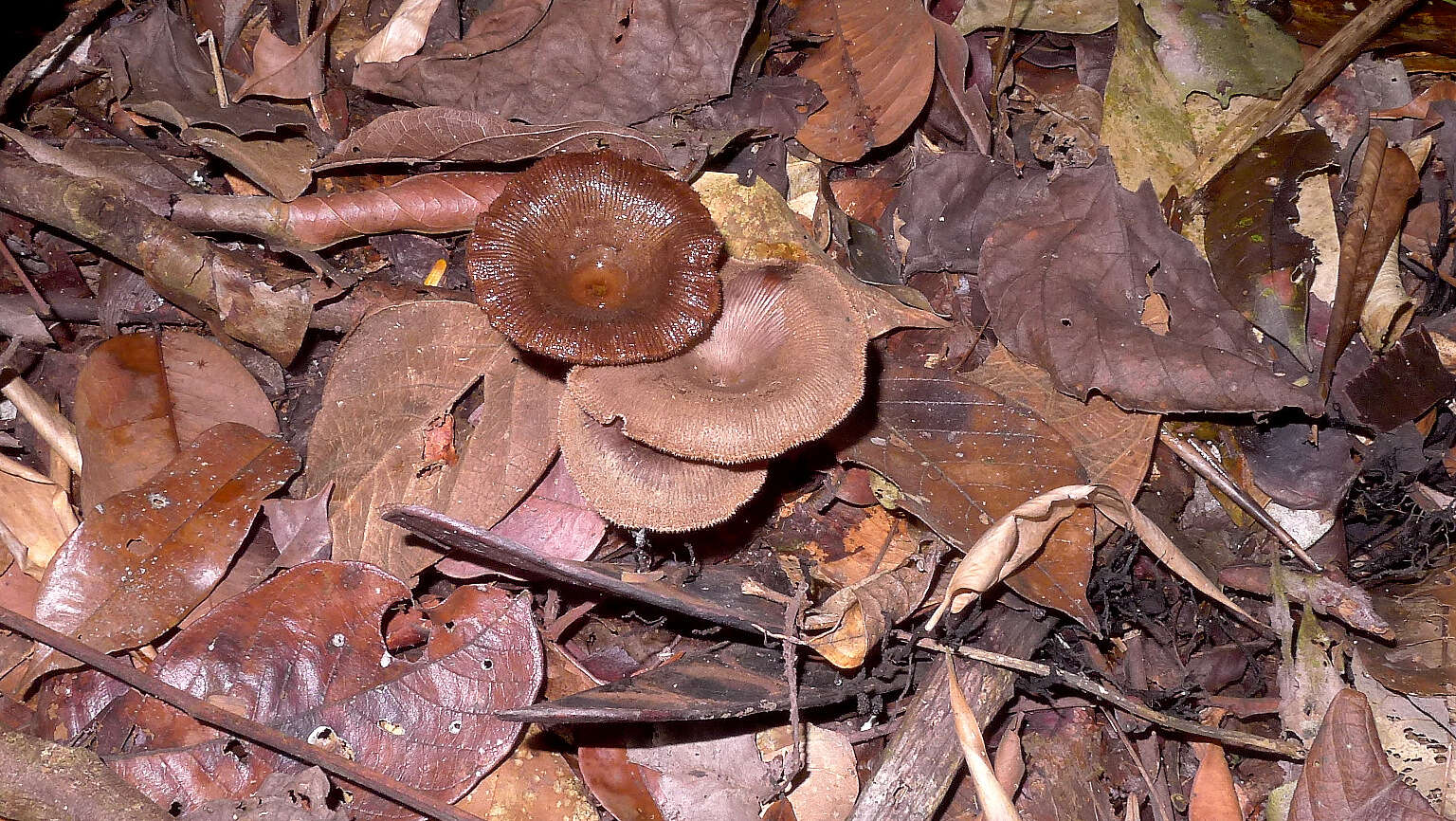 Image of Panus similis (Berk. & Broome) T. W. May & A. E. Wood 1995