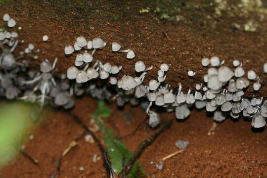 Image of Coprinellus disseminatus (Pers.) J. E. Lange 1938