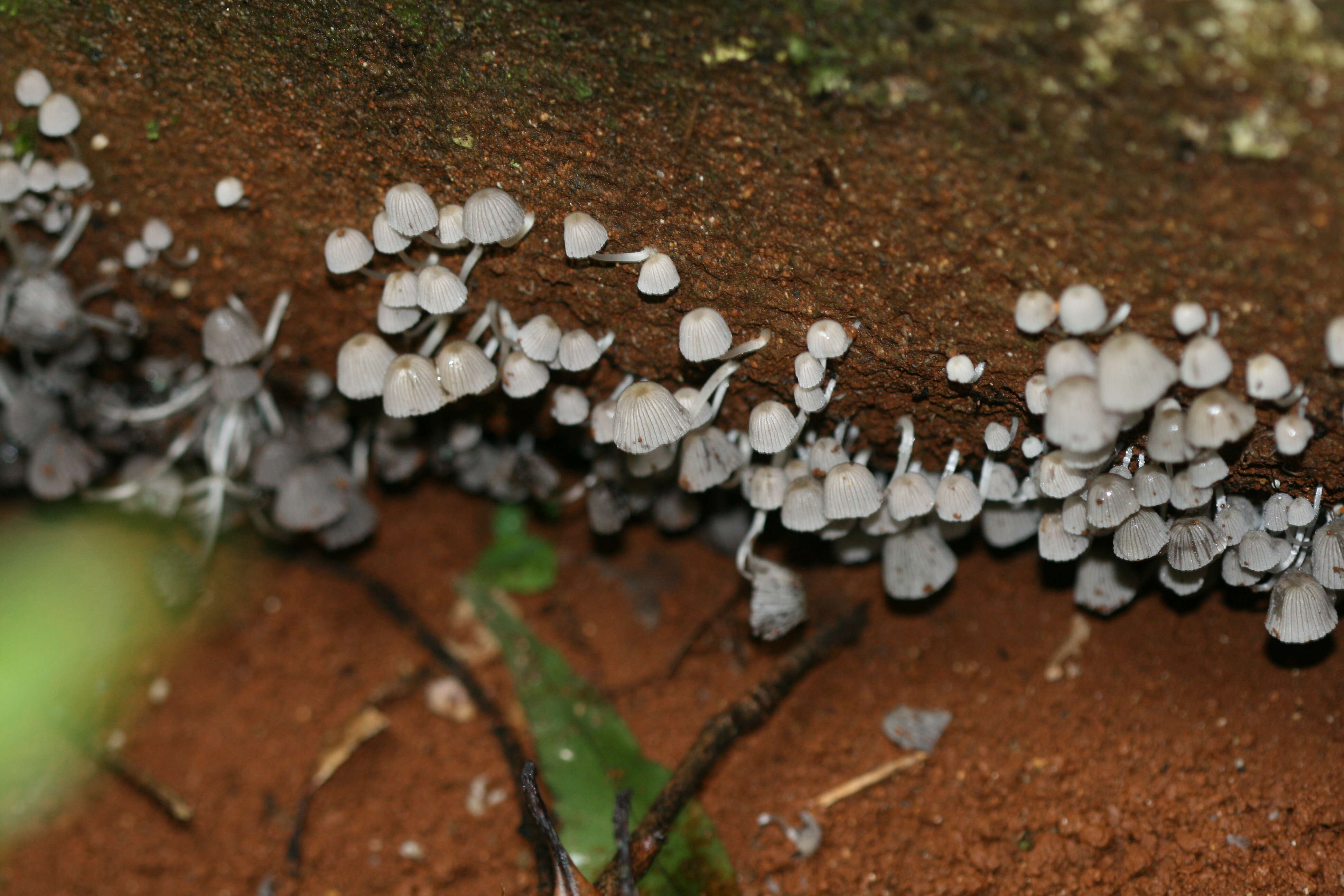 Image de Coprinellus