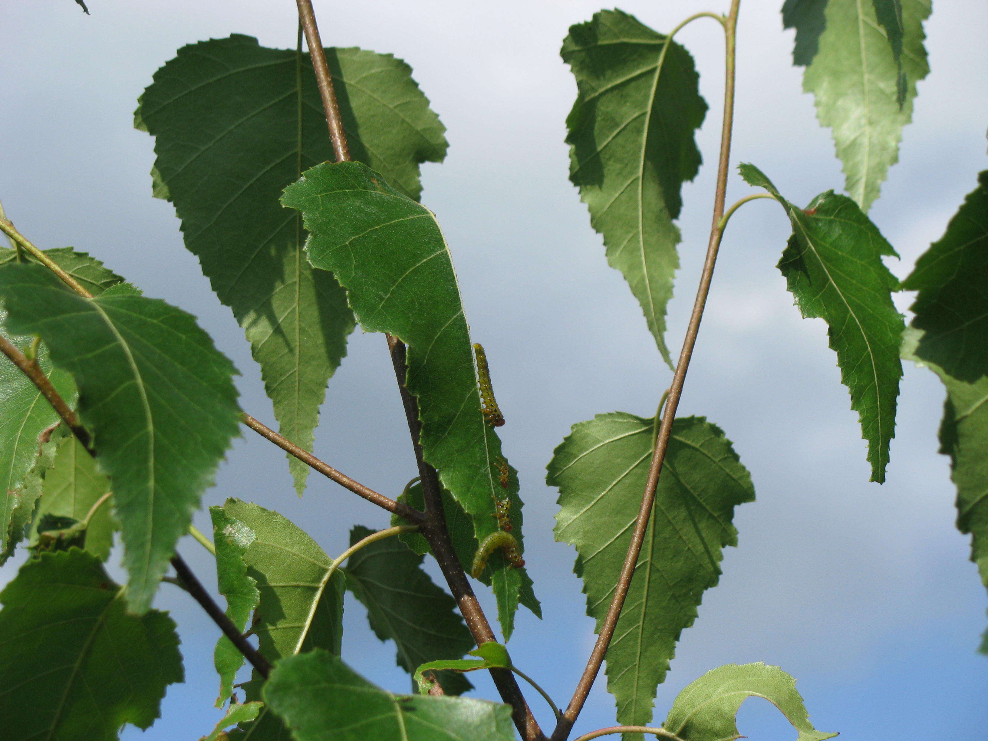 Image of argid sawflies