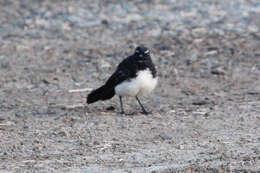 Image of Willie Wagtail