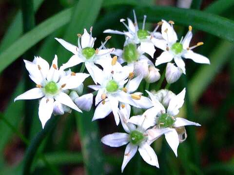 Image of Chinese chives