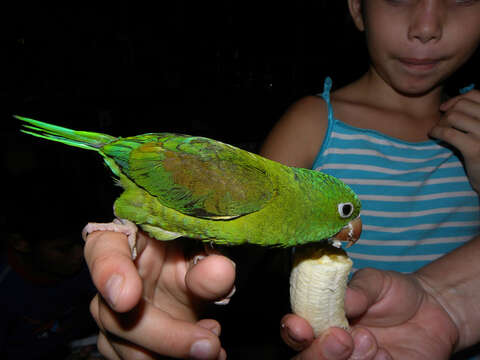 Image of Orange-chinned Parakeet