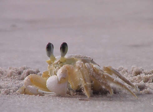 Image of Atlantic Ghost Crab