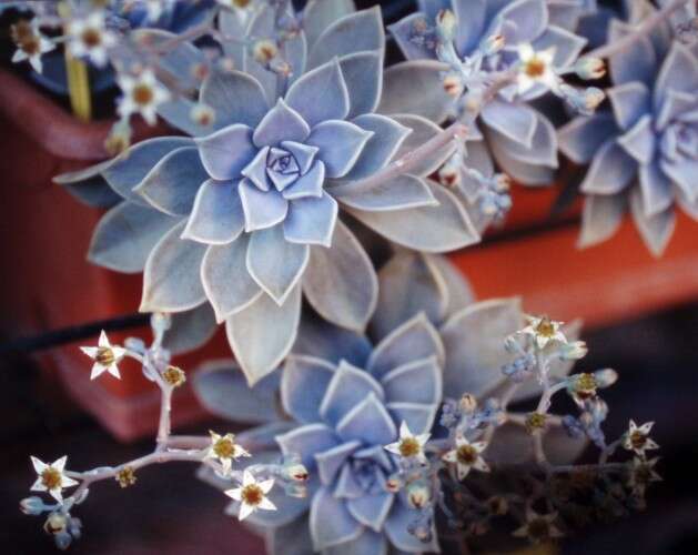 Image of Graptopetalum paraguayense (N. E. Brown) Walther